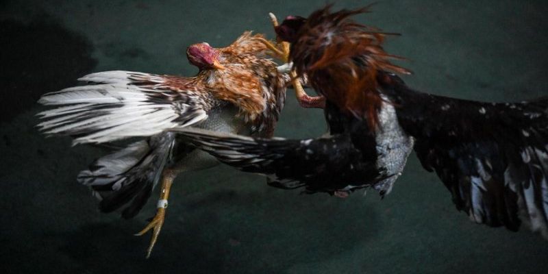 Đá gà Peru cựa dao siêu hấp dẫn và kịch tính
